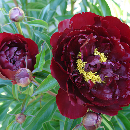 Пион травянистый Петер Бранд/Paeonia herbaceous Peter Brand С3