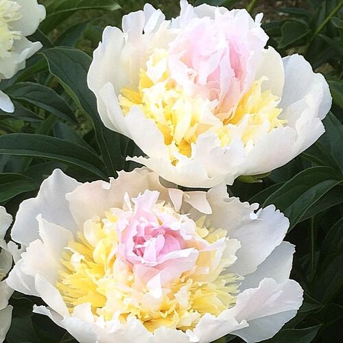 Пион молочноцветковый Топ Брасс/Paeonia lactiflora Top Brass С3