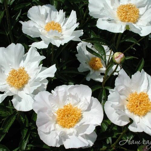 Пион травянистый Уайт Вингс/Paeonia herbaceous White Wings С3