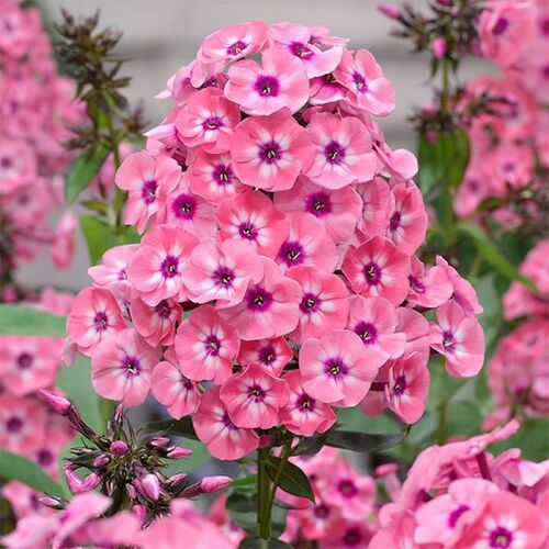 Флокс метельчатый Ларисса/Phlox paniculata Larissa Р1,5