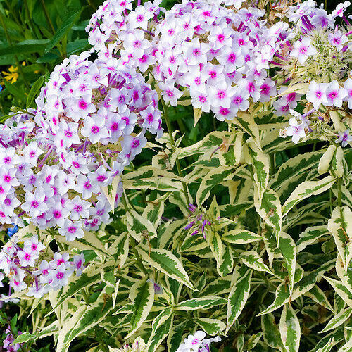 Флокс метельчатый Нора Лей/Phlox paniculata Nora Leigh Р1,5