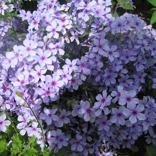 Флокс растопыренный Чаттахучи/Phlox divaricata Chattahoochee Р1,5