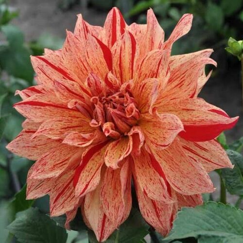 Георгина Вавилон Флеймд/Dahlia Babylon Flamed С3