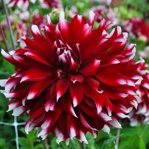 Георгина Давос/Dahlia Davos С3