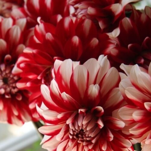 Георгина Строуберри Крим/Dahlia Strawberry Cream С3