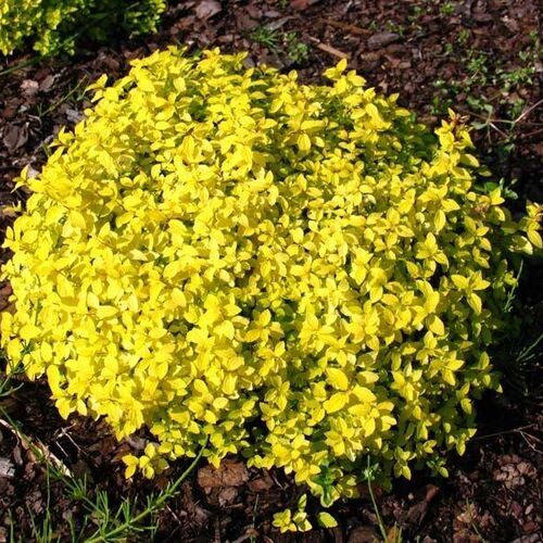 Спирея японская Голден Карпет/Spiraea japonica Golden Carpet 10-15 C1
