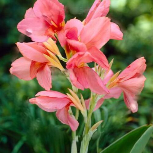 Канна Пинк Принцесс/Canna Pink Princess С3