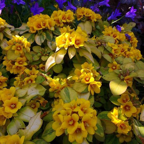 Вербейник скученноцветковый Аутбэк Сансет/Lysimachia congestiflora Outback Sunset Р1