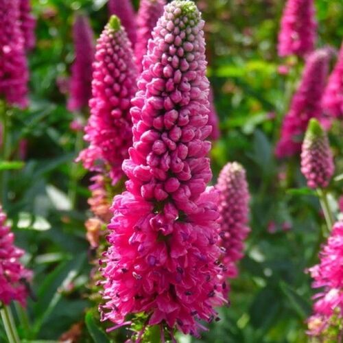 Вероника длиннолистная Фёрст Лав/Veronica longifolia First Love С3