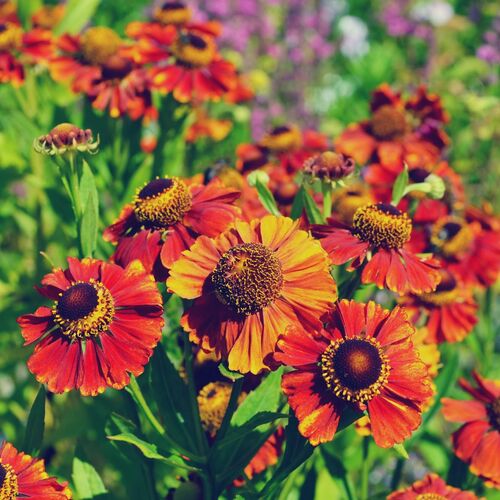 Гелениум гибридный Сиеста/Helenium hybride Siesta Р1