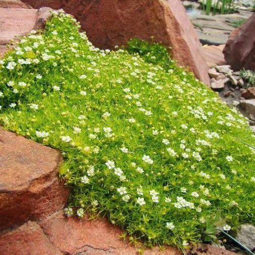 Сагина (Мшанка) Лайм Мосс/Sagina subulata Lime Moss Р1