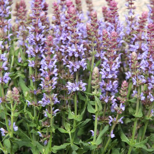 Шалфей (сальвия) дубравный Салют айс Блю/Salvia nemorosa Salute Ice Bluel Р1,5