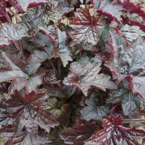 Гейхера гибридная Блэк Аут/Heuchera hybrid Black Out Р1/С2