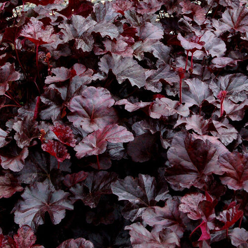 Гейхера гибридная Обсидиан/Heuchera hybrid Midnight Obsidian Р1,5