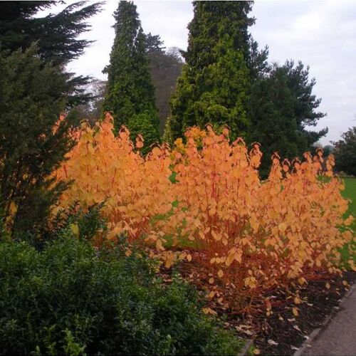 Дерен кроваво-красный Мидвинтер Файер/Cornus sanguinea Midwinter Fire 30-40 С3
