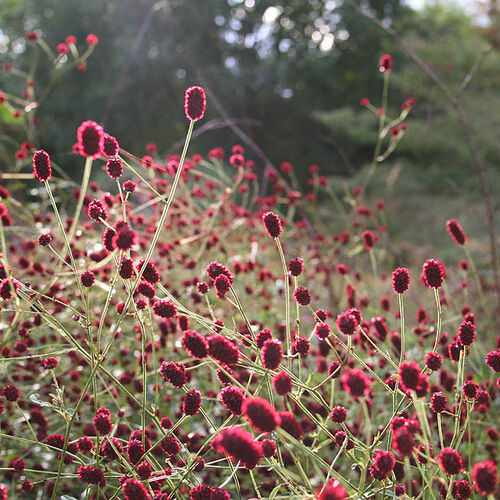 Кровохлёбка лекарственная/Sanguisorba officinalis Р9