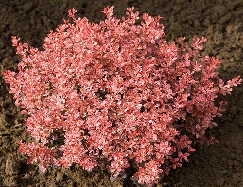 Барбарис Тунберга Инспирейшн/Berberis thunbergii Inspiration С3 СП