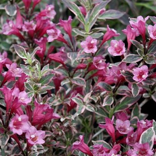 Вейгела цветущая Олл Саммер Монет/Weigela florida All Summer Monet C3 СП