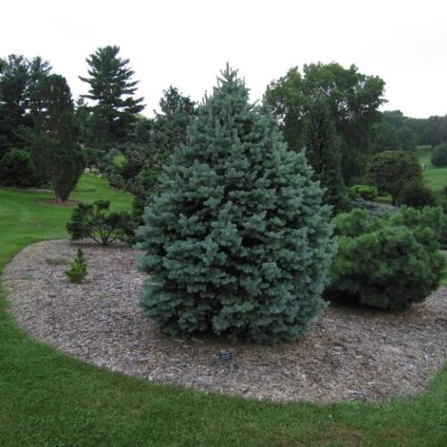 Пихта субальпийская/Abies lasiocarpa С3 СП