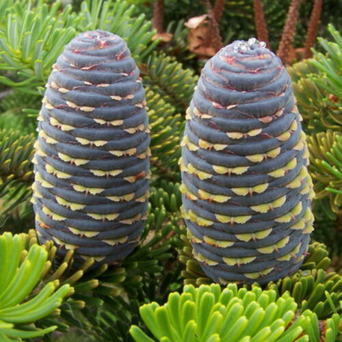Пихта корейская/Abies koreana 10-20 С3