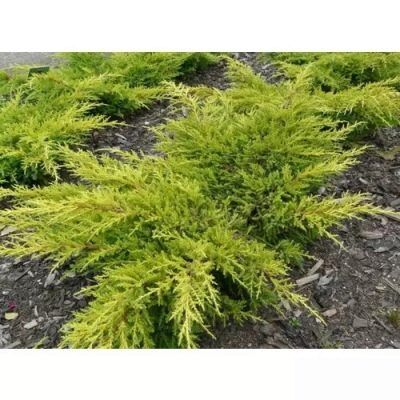 Можжевельник средний Кинг оф Спринг/Juniperus media King of Spring С3 СП