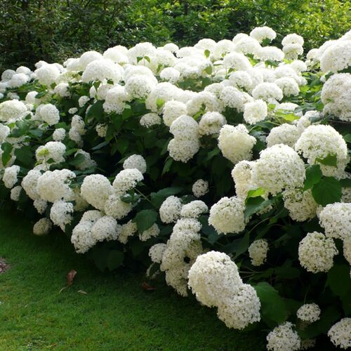 Гортензия древовидная Аннабель/Hydrangea arborescens Annabelle С3 СП
