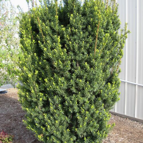 Тис средний Хикси/Taxus media Hicksii С3 СП