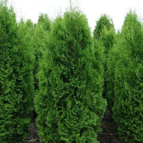Туя западная Колумна/Thuja occidentalis Columna С3 СП