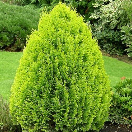 Туя восточная Ауреа Нана/Thuja orientalis Aurea Nana С3 СП