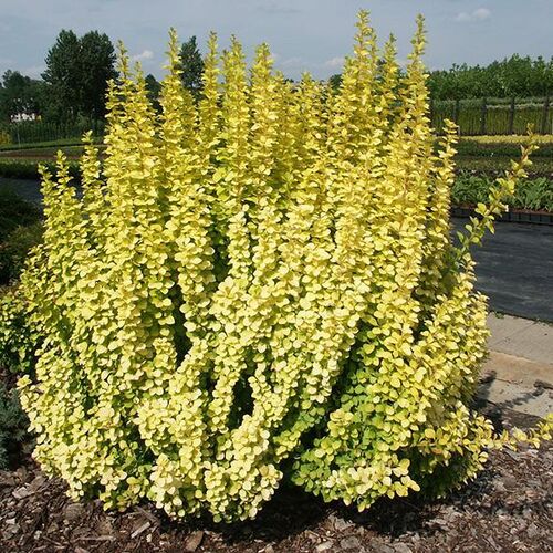 Барбарис Тунберга Мария/Berberis thunbergii Maria C3 СП