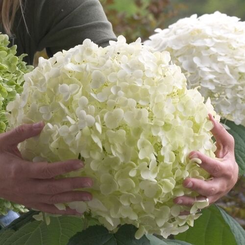 Гортензия древовидная Инкредибол (Стронг Аннабель)/Hydrangea arborescens Incrediball 15-20 С2