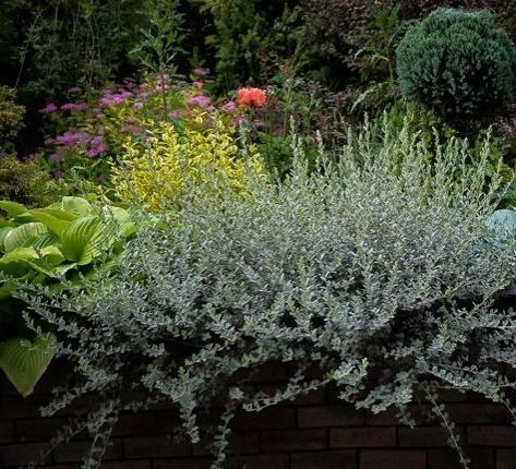 Ива ползучая Нитида/Salix repens Nitida 40-60 С7,5