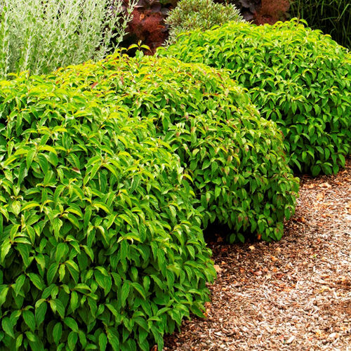 Дерен отпрысковый Келсеи/Cornus stolonifera Kelseyi 40-60 C7,5