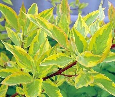 Дерен белый Гоучалти/Cornus alba Gouchaultii 40-60 С7,5