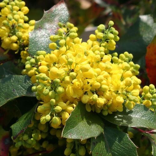 Магония падуболистная/Mahonia aquifolium 40-60 С7,5