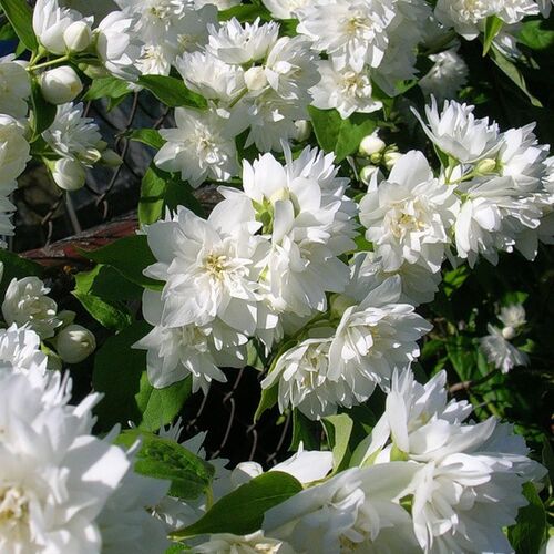 Чубушник венечный Шнеештурм/Philadelphus coronarius Schneesturm 40-60 C7,5