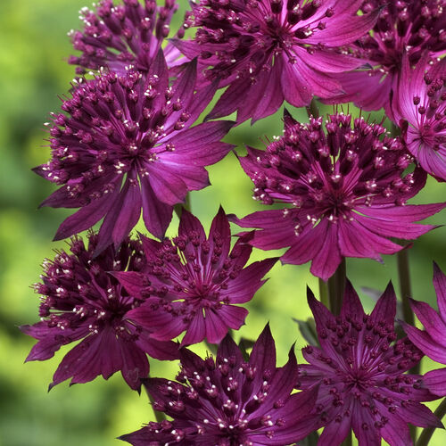 Астранция крупная Венице/Astrantia major Venice С3