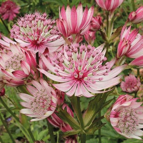 Астранция крупная Спарклинг Старс Пинк/Astrantia major Sparkling Stars Pink С3