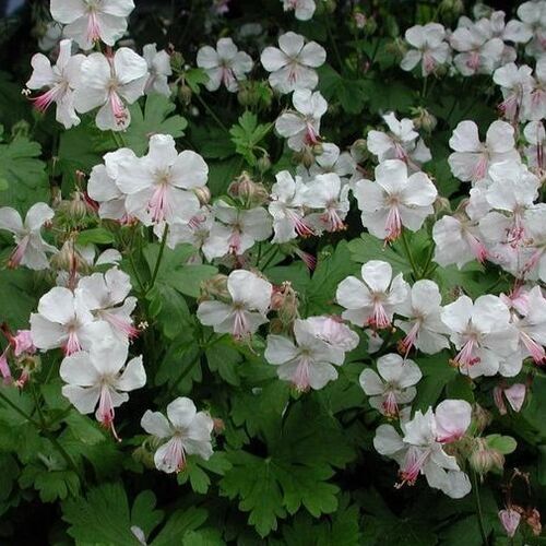 Герань кантабрийская Биоково/Geranium cantabrigiense Biokovo С3