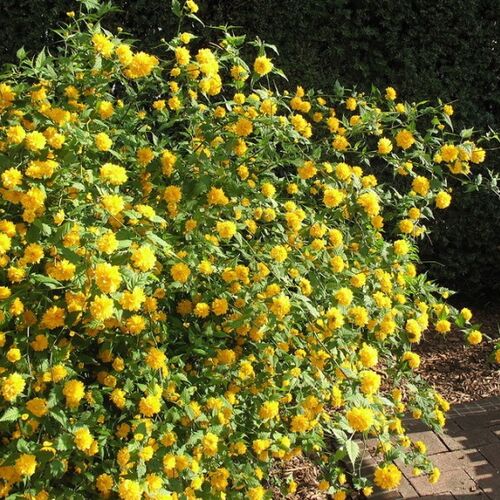 Керия японская Пленифлора/Kerria japonica Pleniflora 30-40 C3
