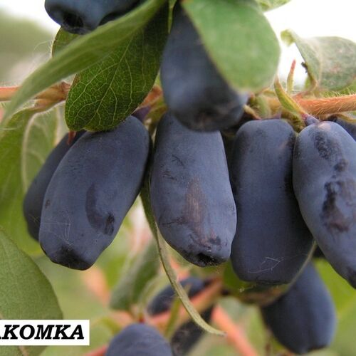 Жимолость Лакомка С1,5