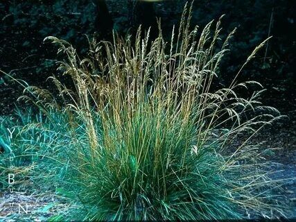 Луговик дернистый (Щучка дернистая) Голдшлайер/Deschampsia cespitosa Goldschleier С3