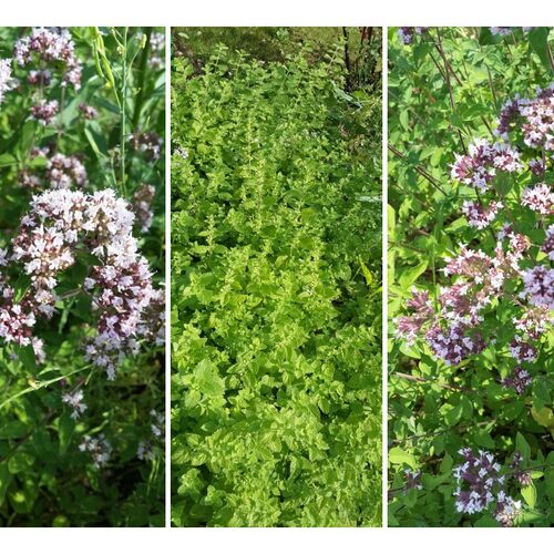 Душица обыкновенная Микс/Origanum rotundifolium Mix С3