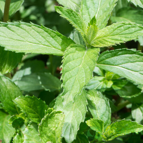 Мята Yakima/Mentha Yakima С3