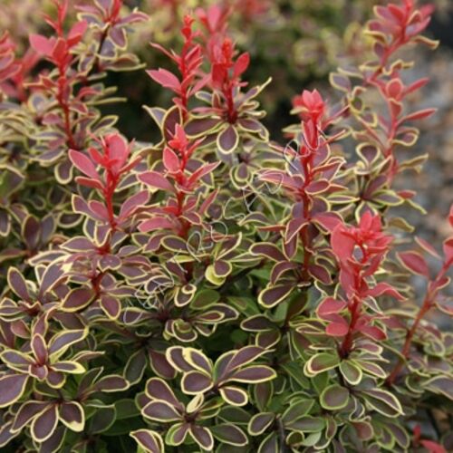 Барбарис Тунберга Коронита/Berberis thunbergii Coronita 10-20 C3