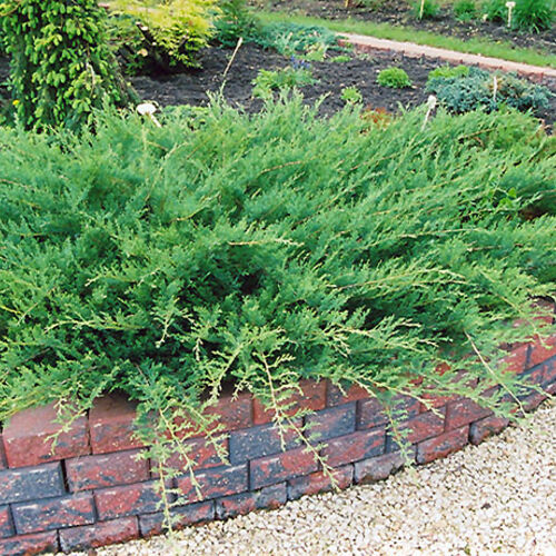 Можжевельник казацкий Блю Данюб/Juniperus sabina Blue Danube 80-100 С25