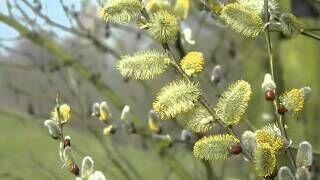 Ива козья/Salix caprea 80-120 С3