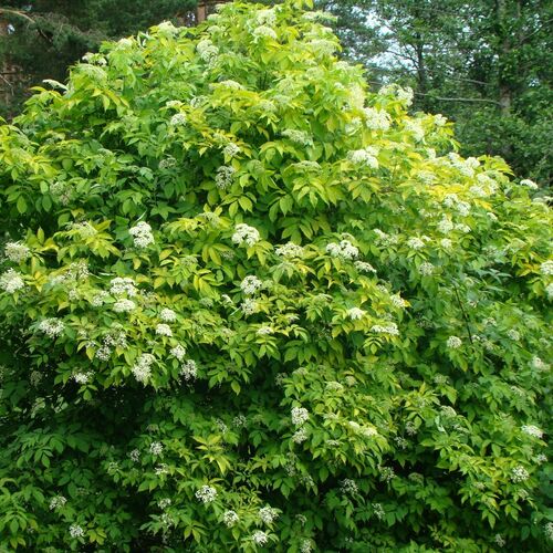 Бузина чёрная Ауреа/Sambucus nigra Aurea 40-60 С3