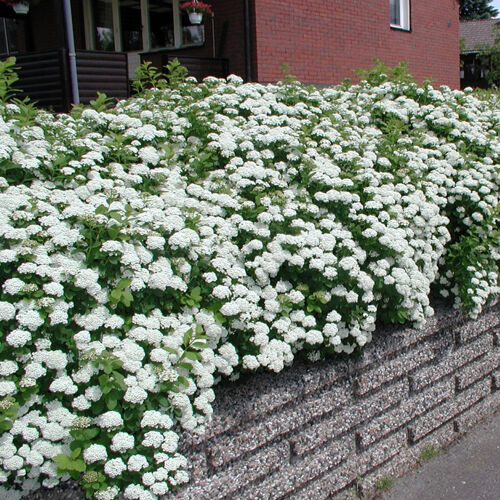 Спирея березолистная Тор/Spiraea betulifolia Tor 40-60 С3