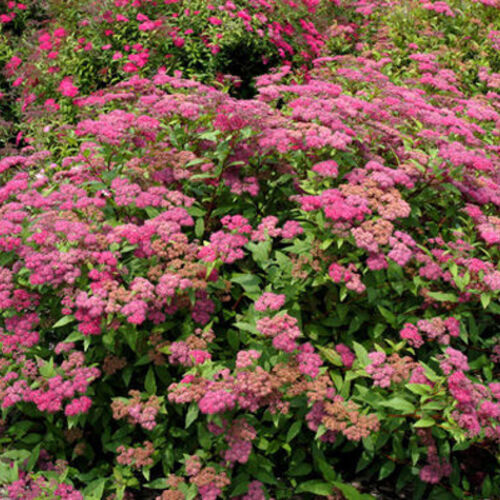 Спирея японская Фробели/Spiraea japonica Froebelii 30-40 С5